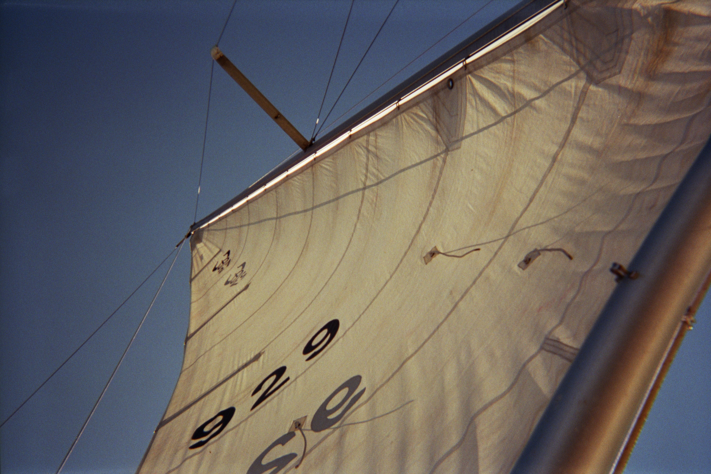 Velella sails