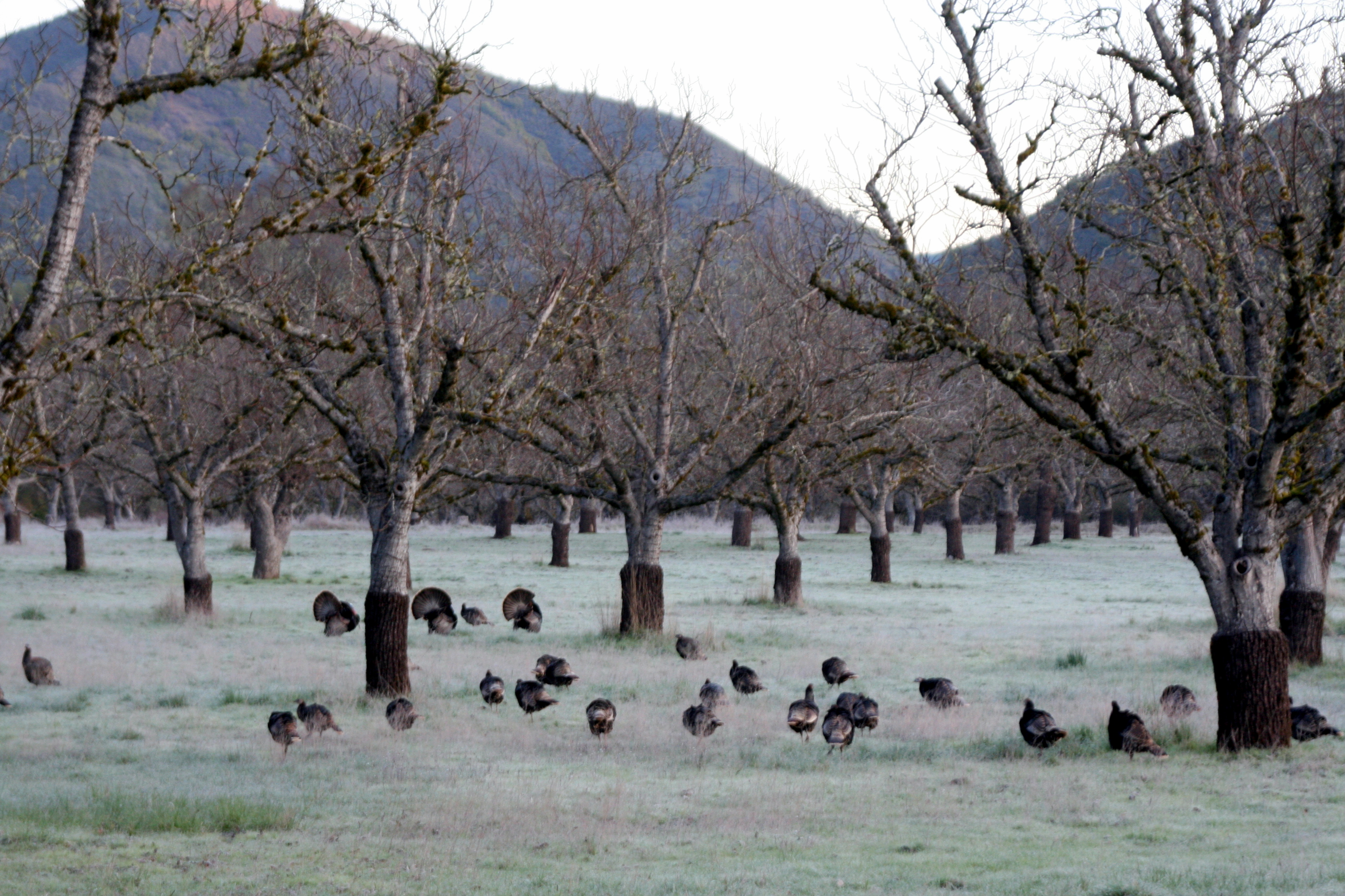 Wild turkeys in the morning