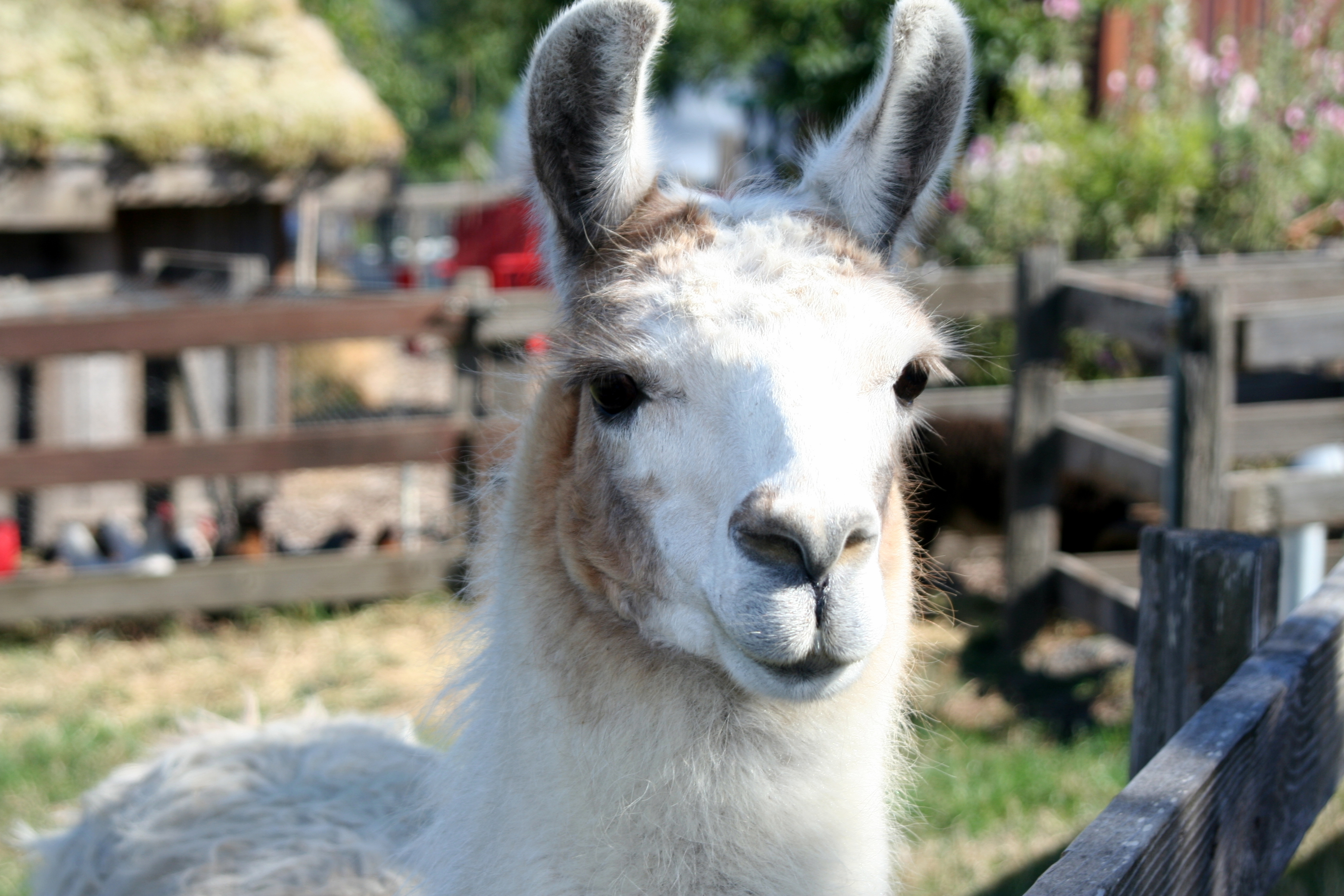 Weddings aren't complete without a Llama