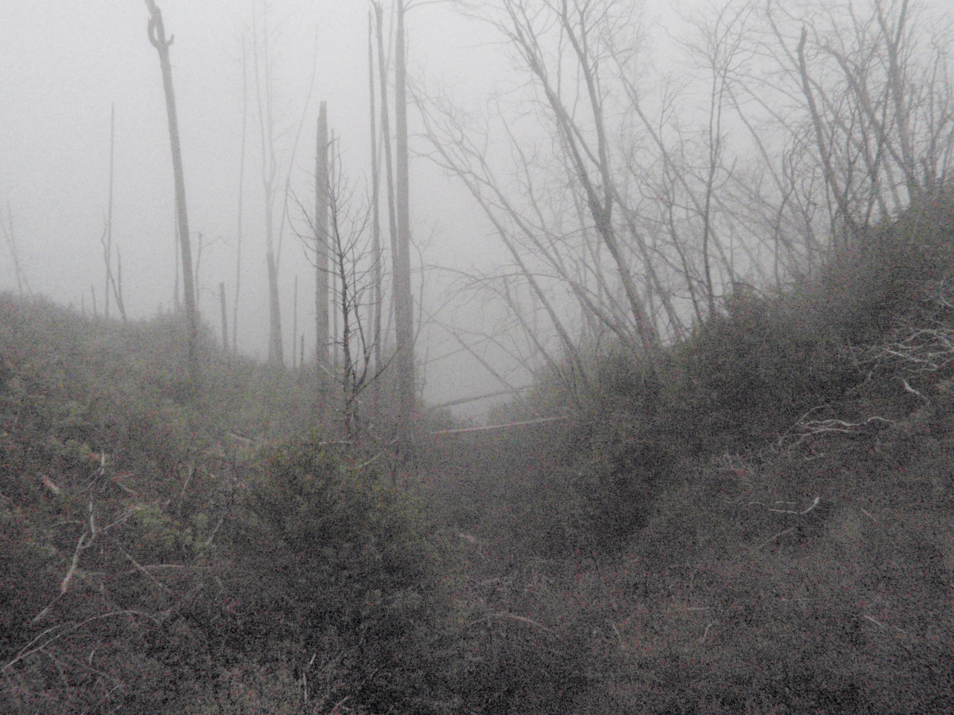Foggy rainy desolate wilderness