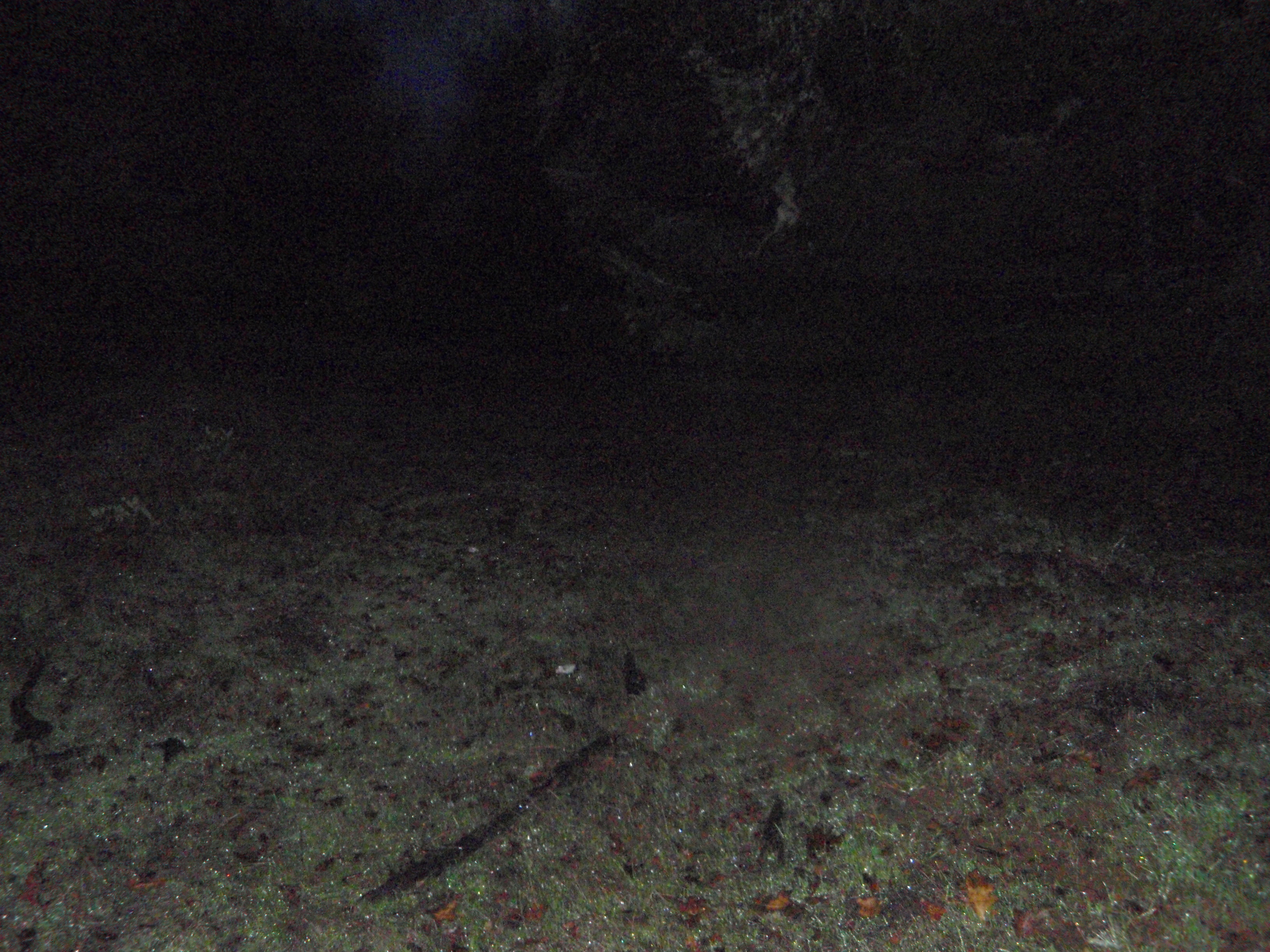 I don't see any pigs