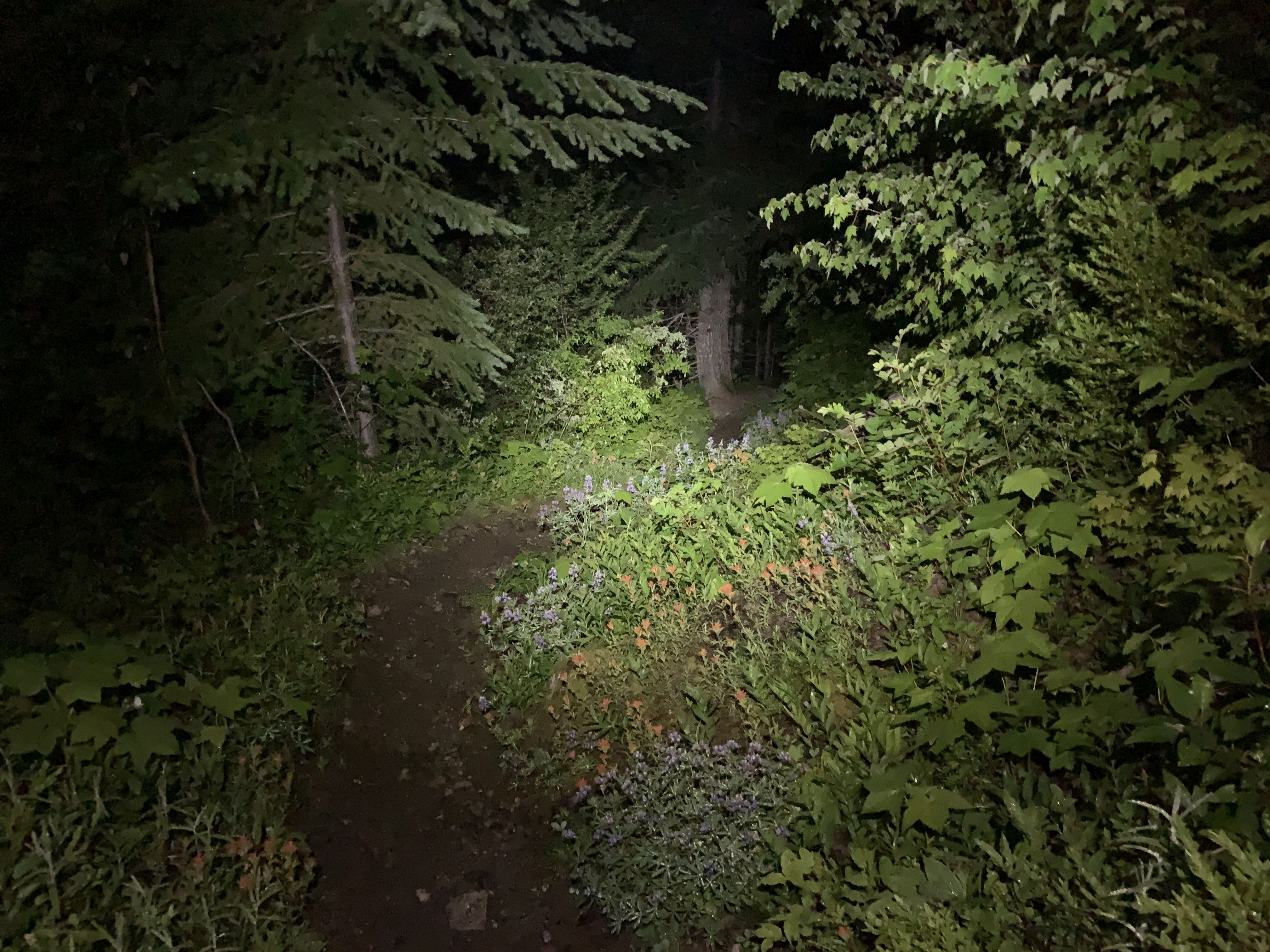 Forest at night