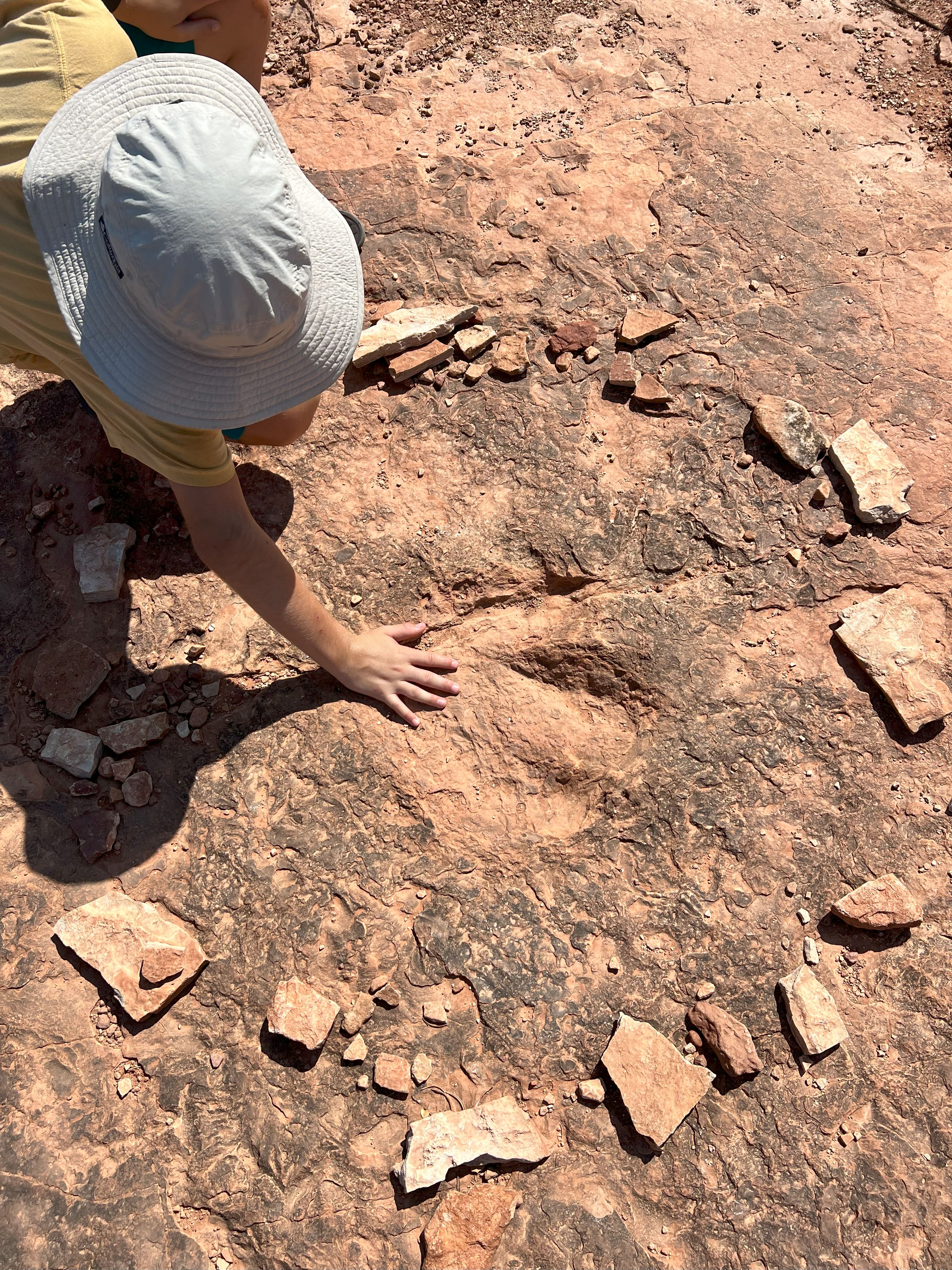 Dinosaur tracks