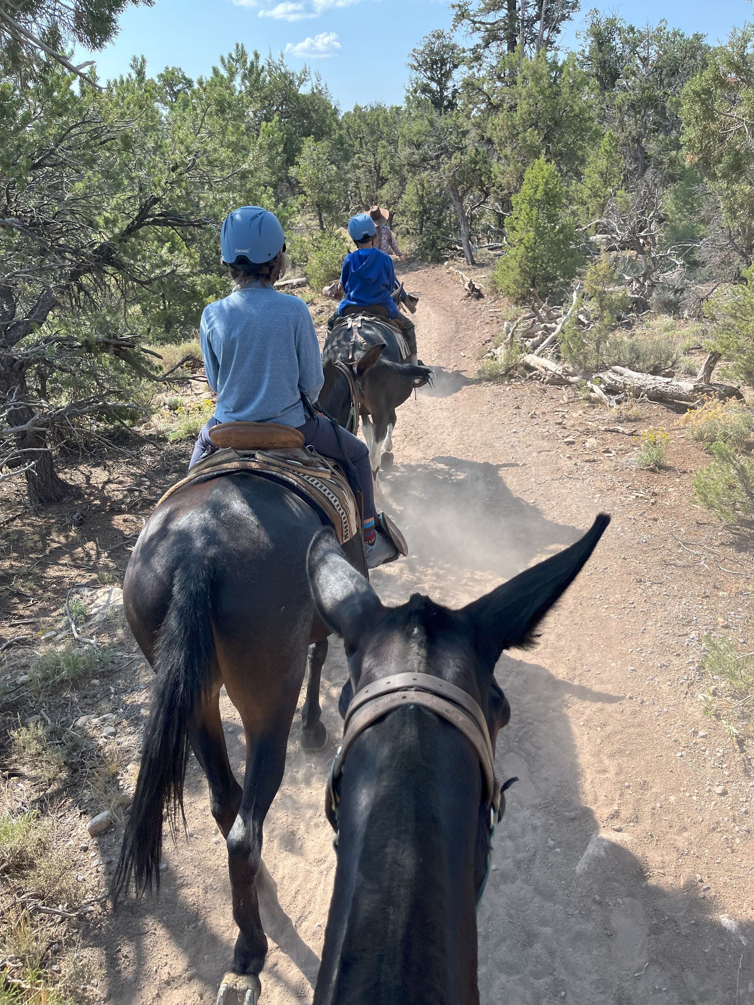 Mule attempting a pass